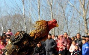 梁山县袁口新村