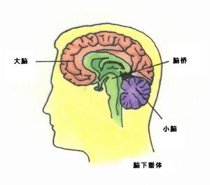 猝死保险公司怎么陪